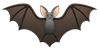 Bat Med Spa Westborough, MA